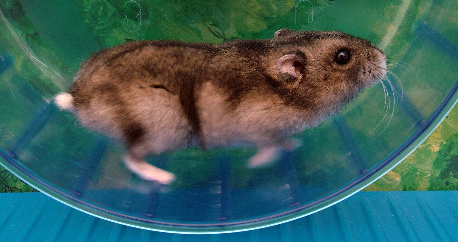 HamsterWheel